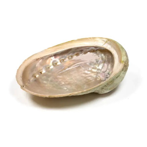 Abalone skjell - L 12-16 cm - Røkelsesholder