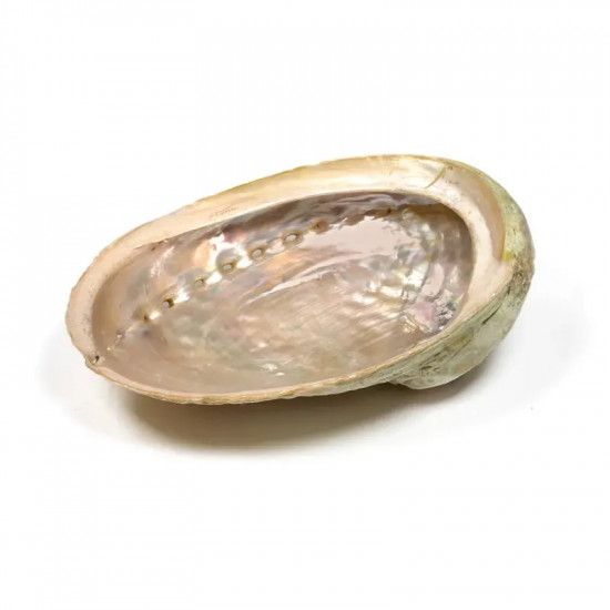 Abalone skjell - L 12-16 cm - Røkelsesholder