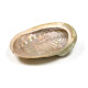 Abalone skjell - Medium 10-12 cm - Røkelsesholder