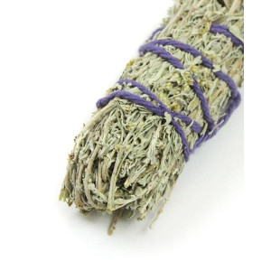 Ørken Salvie - liten Ørken Salvie - liten