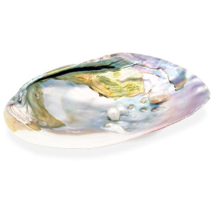 Mother of Pearl skjell - Stort 14 -16 cm - Røkelsesholder