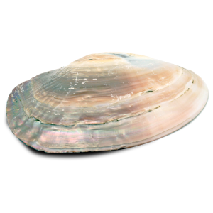 Mother of Pearl skjell - Stort 14 -16 cm - Røkelsesholder Mother of Pearl skjell - Stort 14 -16 cm - Røkelsesholder