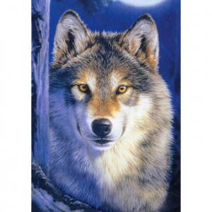 Native American - Moonshine - Kort