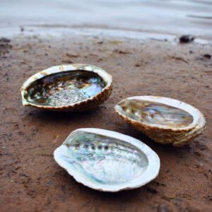 abalone_skjell