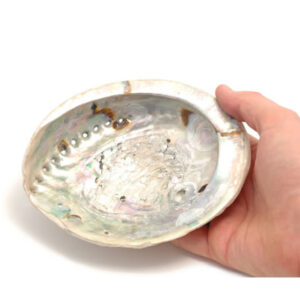 abalone_skjell1