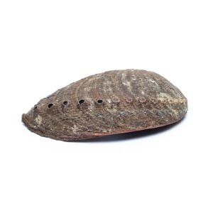 groenn_skjell1